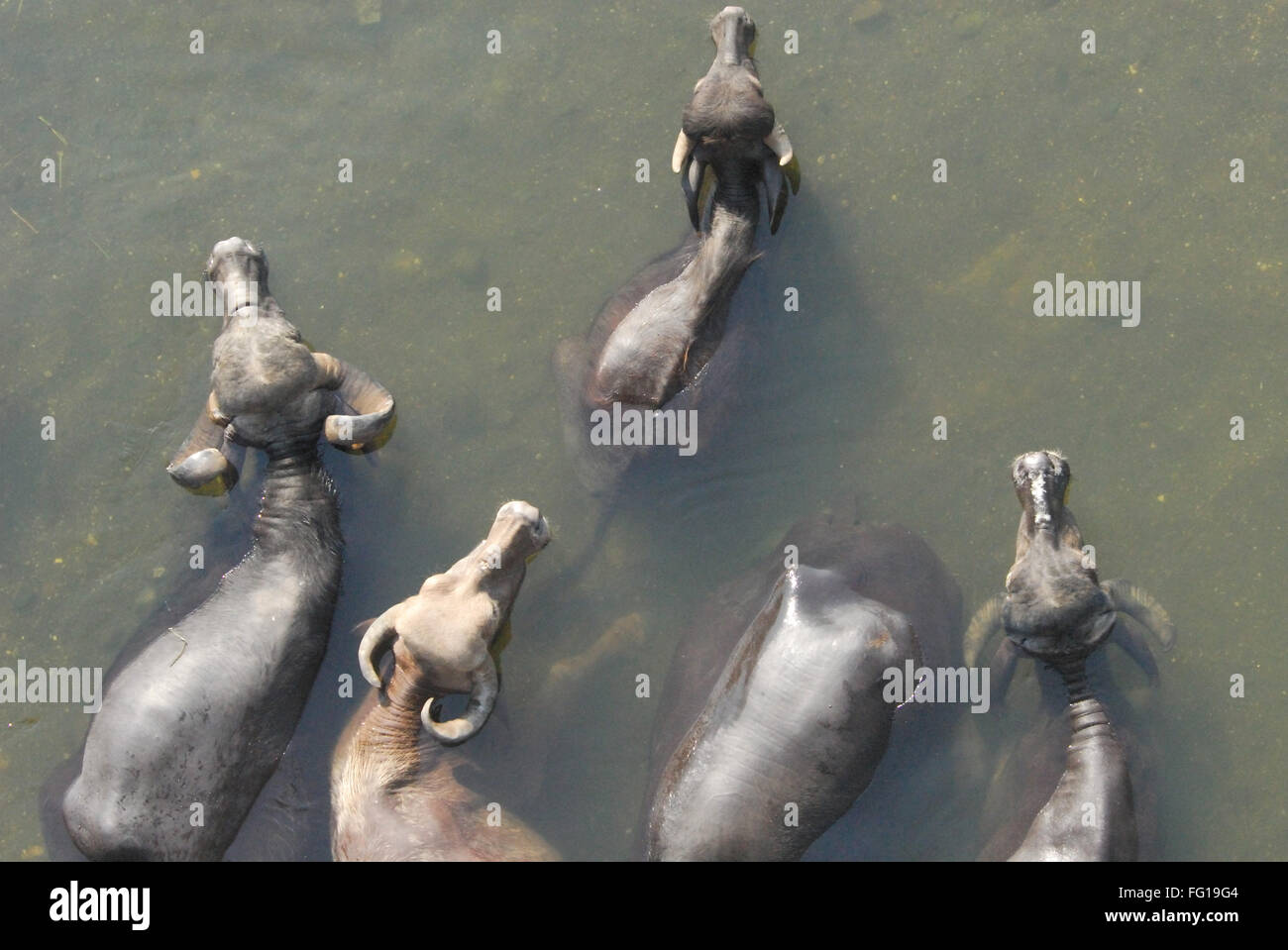 Büffel in Wasser, Dang Bezirk, Gujarat, Indien Stockfoto