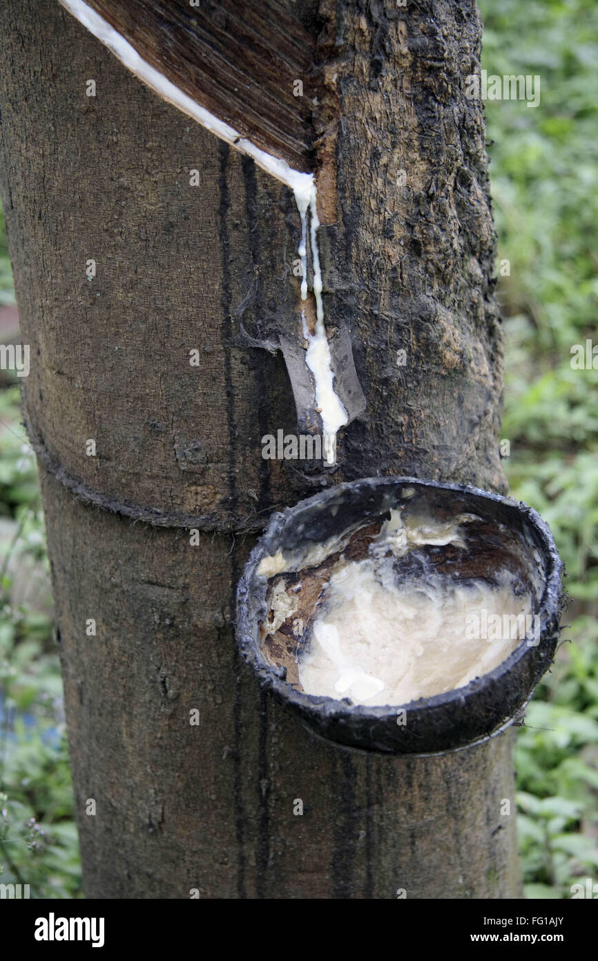 Abhören von Naturkautschuk aus Gummibaum, Kottayam, Kerala, Indien Stockfoto