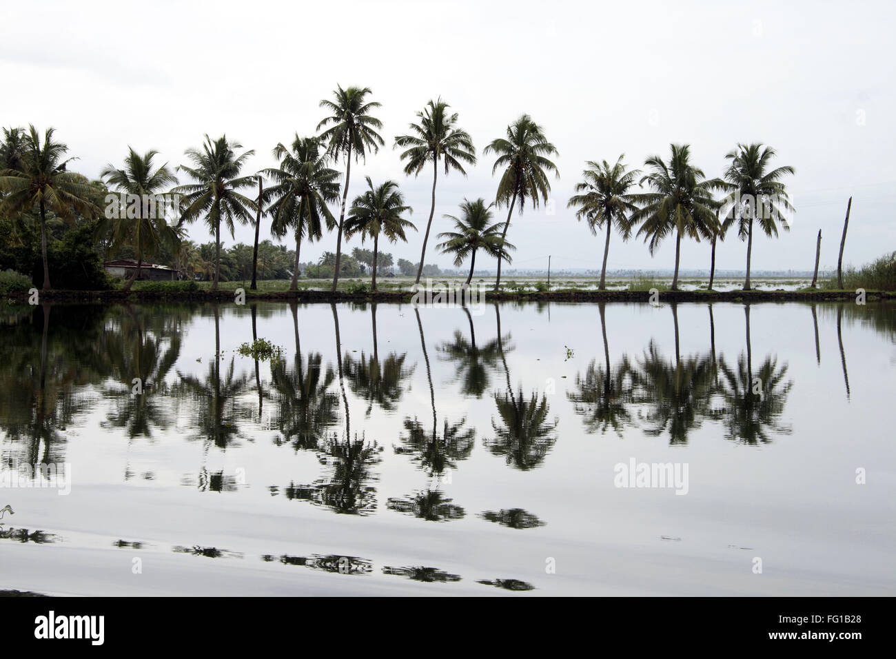 Backwaters, Palmen Reflexion, Alappuzha, Kottayam, Kerala, Indien Stockfoto