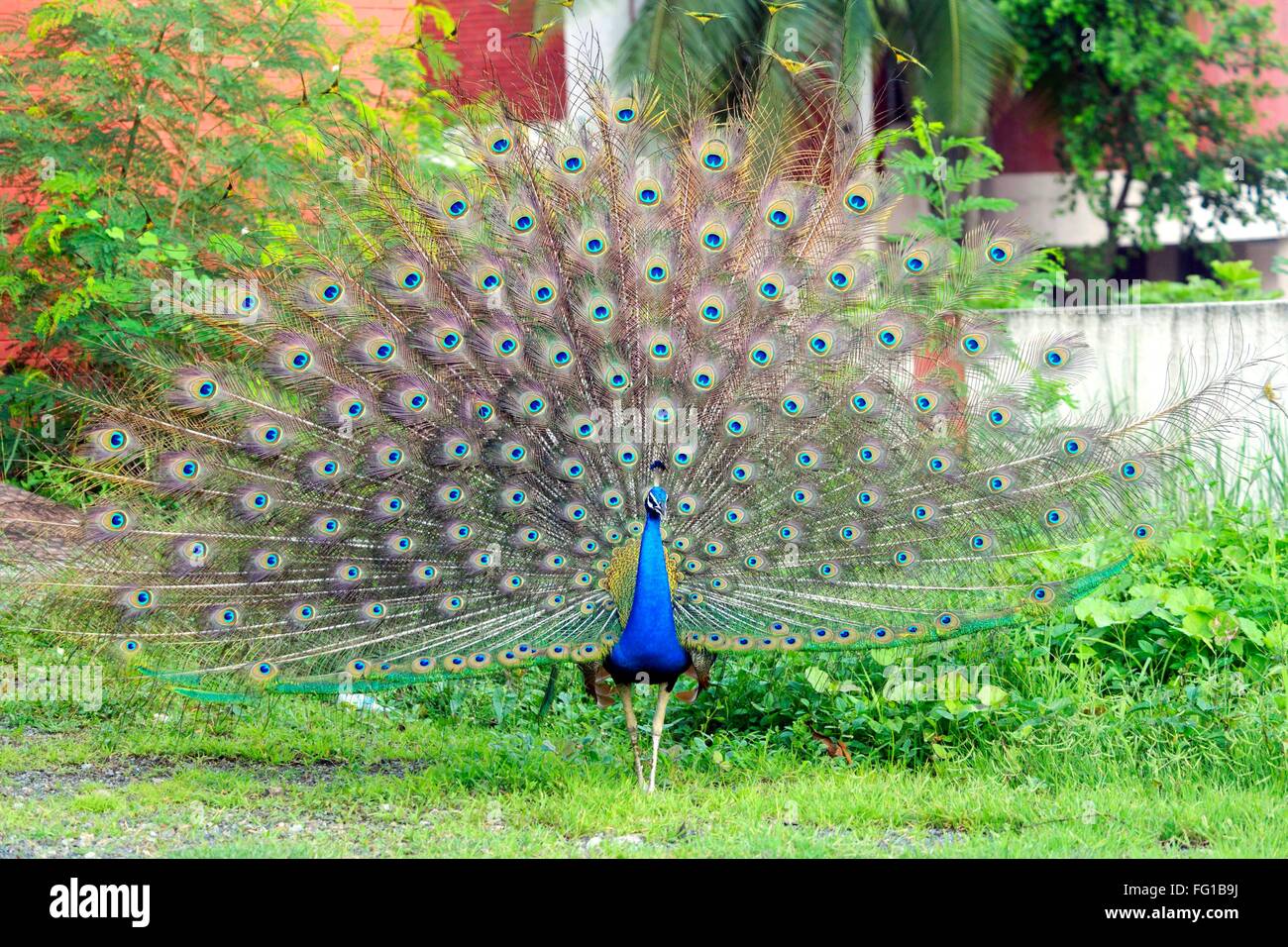 Pfauen Pfau Surat Gujarat Indien Asien Sept 2010 Stockfoto