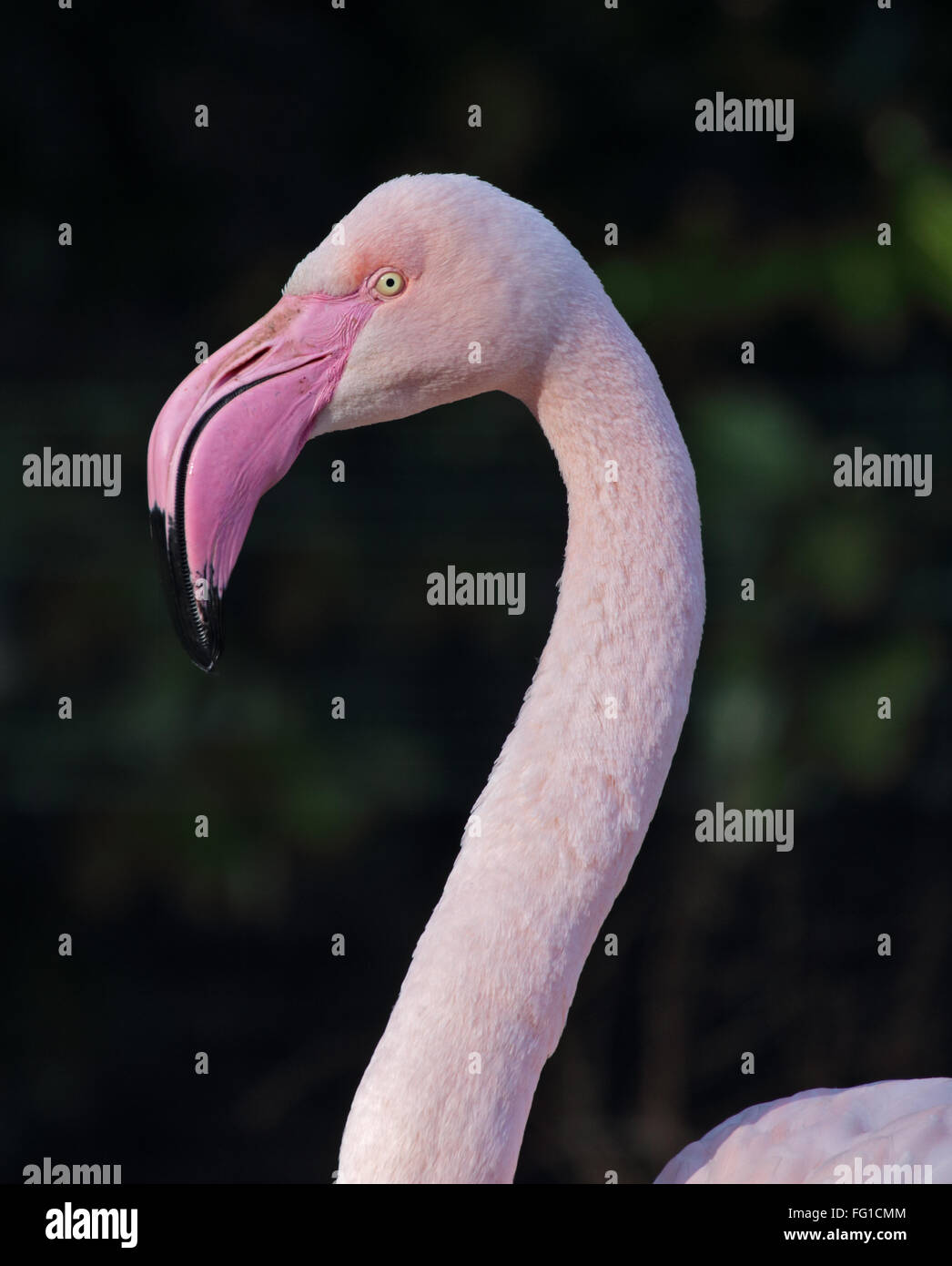 Rosaflamingo (Phoenicopterus Roseus) Stockfoto