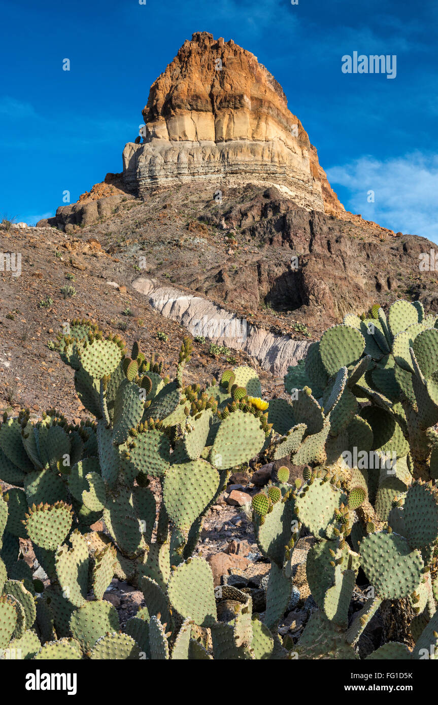 Cerro Castellan alias Castolon Peak Volcanic Formation, Prickly Birne Cactus, Big Bend National Park, Texas, USA Stockfoto