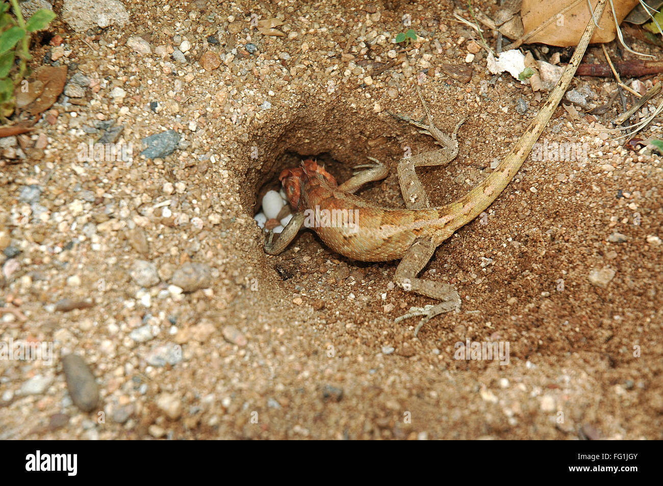 Reptilien, Garten-Eidechse mit Eiern mit Schlamm Stockfoto