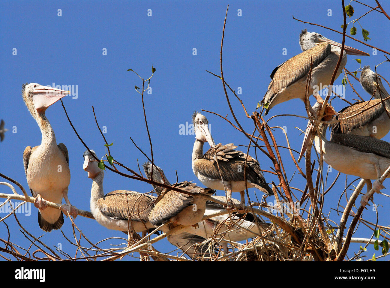 Vögel, grau oder vor Ort in Rechnung gestellt Pelikan Pelecanus Philippensis Stockfoto