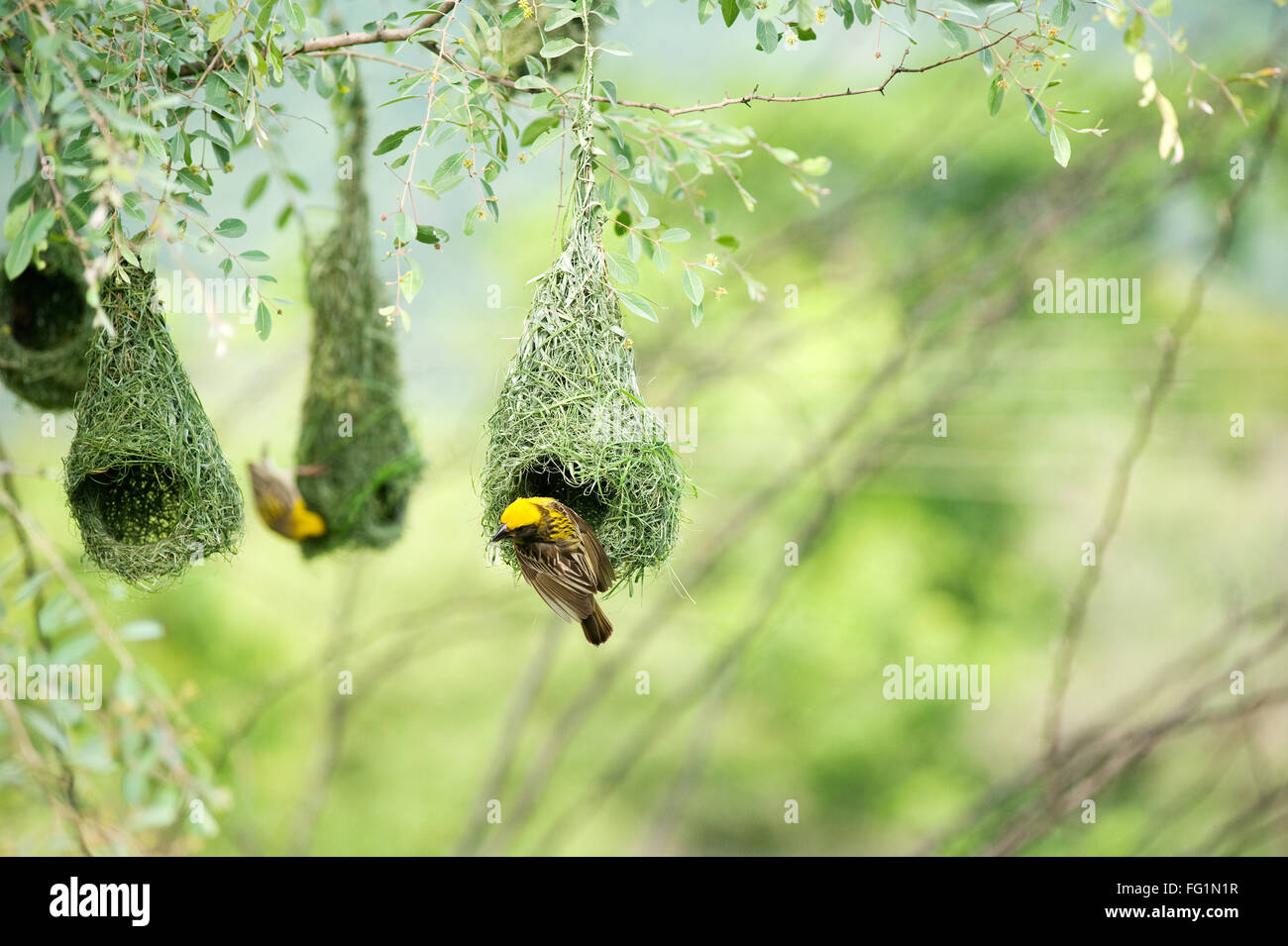 baya Weber Vogel Nest indische Vögel indien Stockfoto