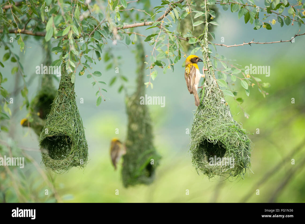 Baya Weber Nest indische Vögel Wild Life Indien Stockfoto
