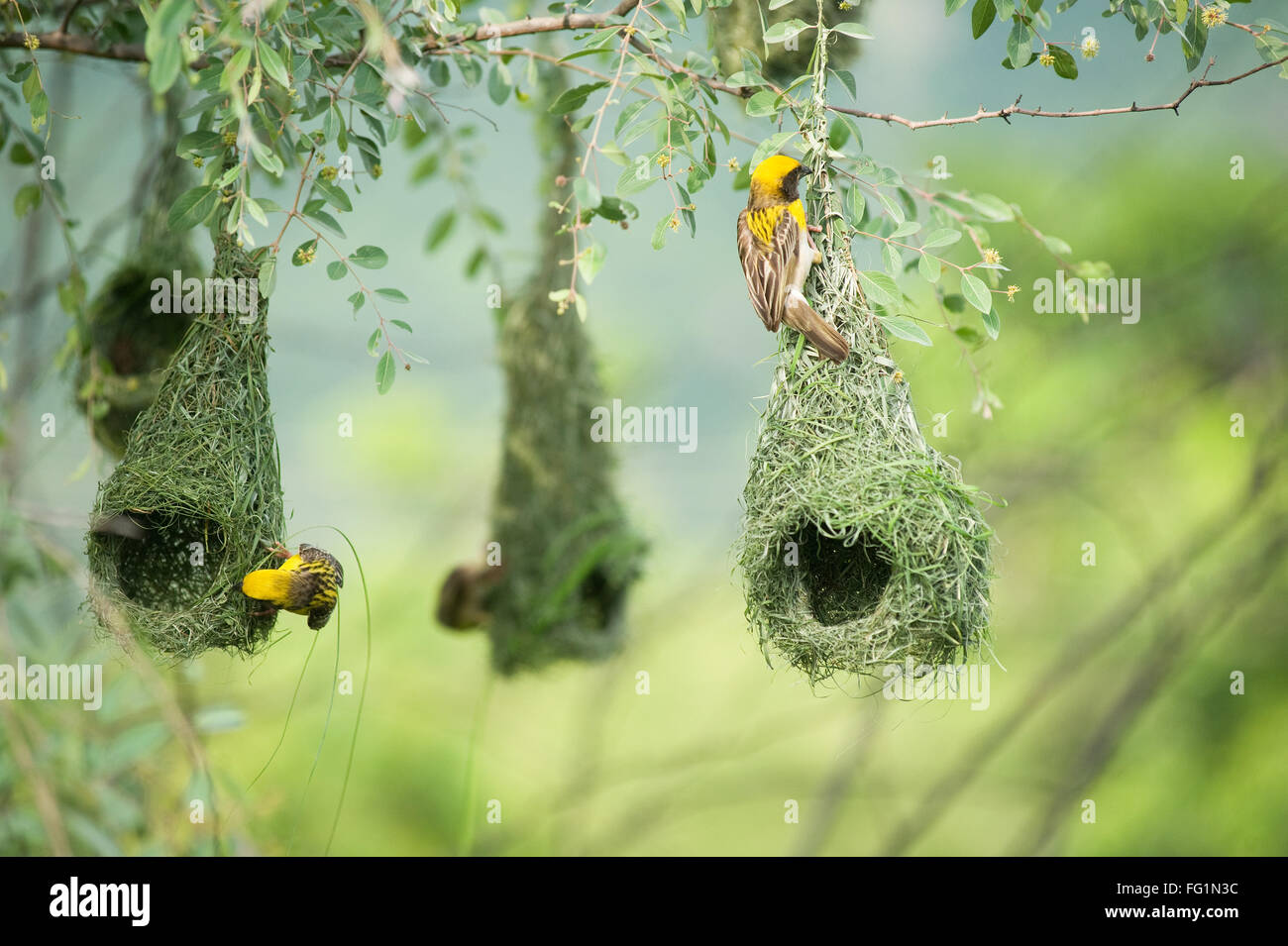 Baya Weaver Vogelnest, Baya Weaver Weaverbird, indische Vögel Tierwelt, Indien, Asien Stockfoto