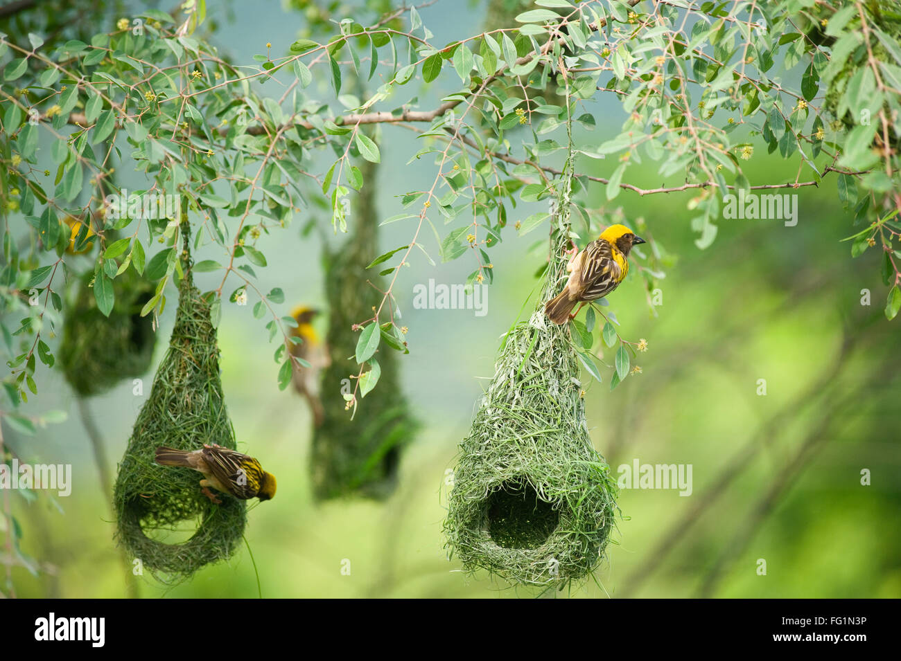 Baya Weber Nest indische Vögel Wild Life Indien Stockfoto