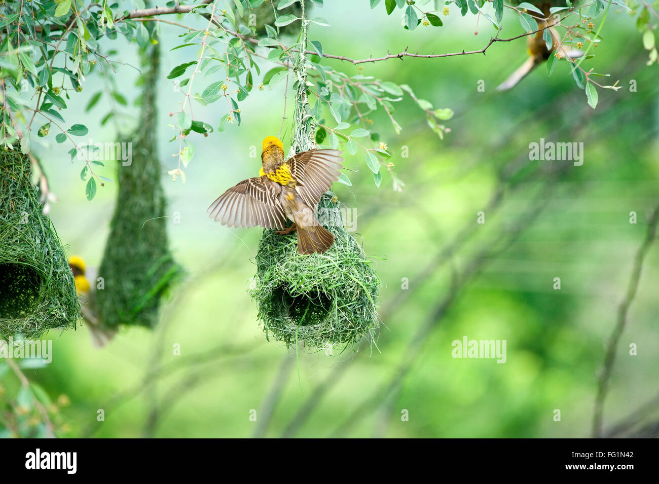 Baya Weber Nest indische Vögel Wild Life Indien Stockfoto