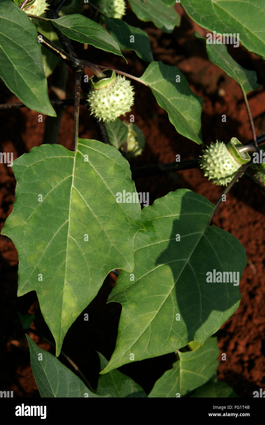 Ayurvedische Heilpflanze wissenschaftlicher Name Datura Fastuosa l, botanischen Namen (Solanaceae) Stockfoto