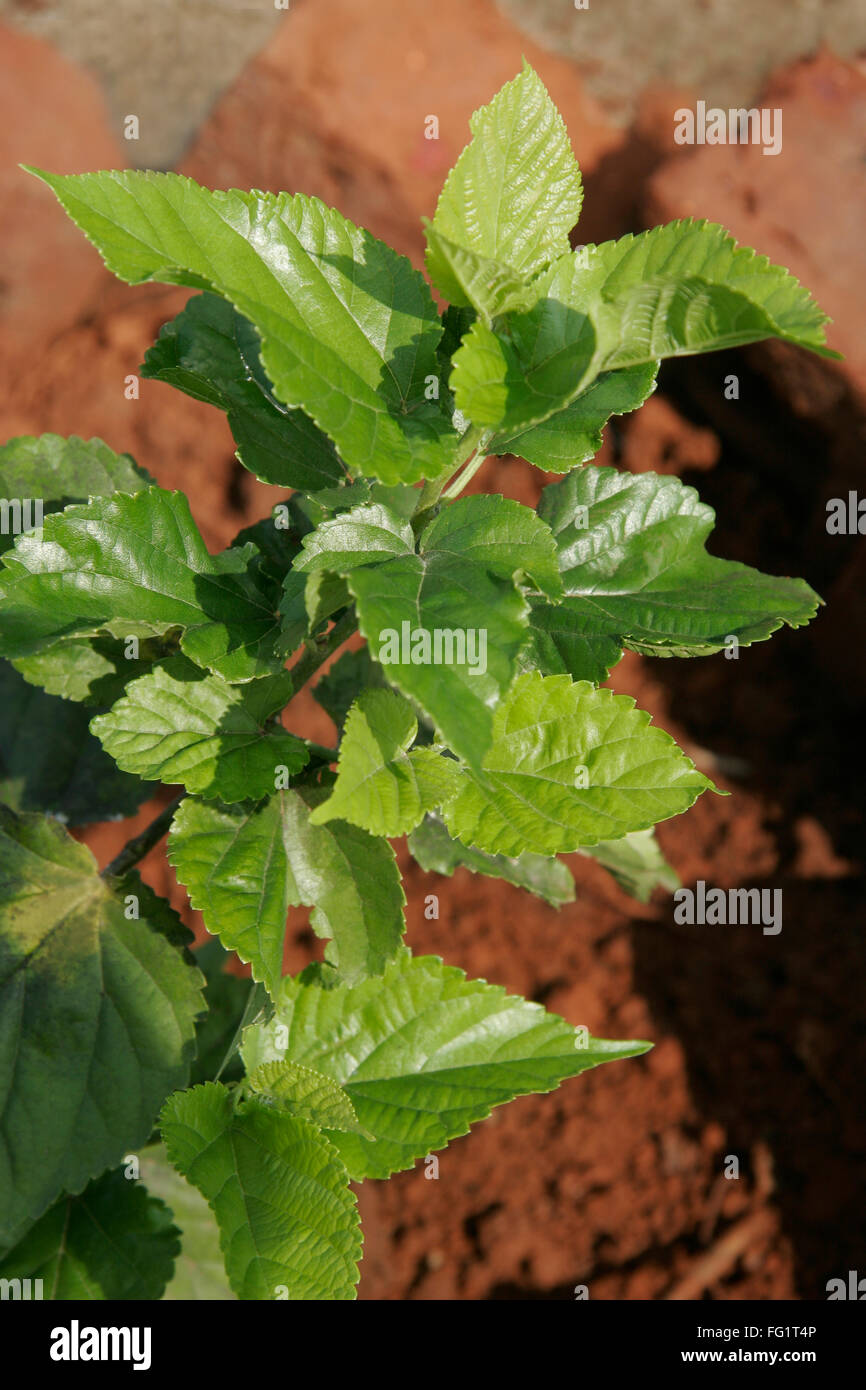 Ayurvedische Heilpflanze, wissenschaftlicher Name: Morus Alba l, botanischen Namen Moraceae Stockfoto