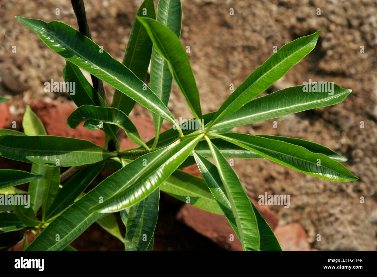Ayurvedische Heilpflanze wissenschaftlicher Name: Alstonia Scholaris Englisch name weiße Cheesewood Milkwood Kiefer Tafel Baum Kiefer Stockfoto