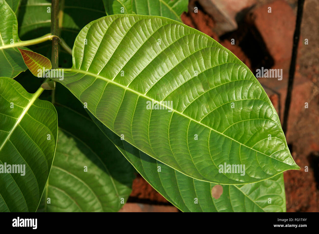 Ayurvedische Heilpflanze wissenschaftliche Anthocephalus Cadamba Miq Botanischer Name: Rubiaceae englische Anthocephalus Chinensis Stockfoto