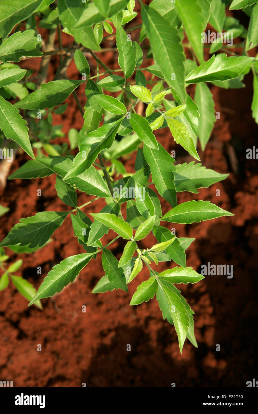 Ayurvedische Heilpflanze, wissenschaftlicher Name Vitex Negundo, englische Namen fünf blättrig Mönchspfeffer Stockfoto