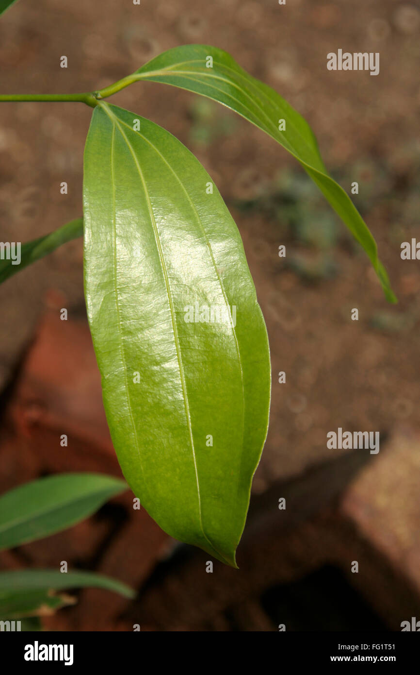 Ayurvedische Heilpflanze, wissenschaftlicher Name Cinnamomum Tamala, englischen Namen indische cinnomon Stockfoto