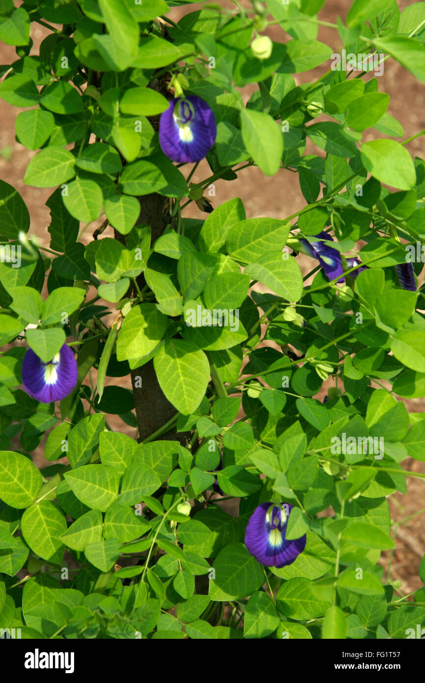 Ayurvedische Heilpflanze mit blauen Dlowers Blumen wissenschaftlicher Name Clitorea Ternatea l Stockfoto
