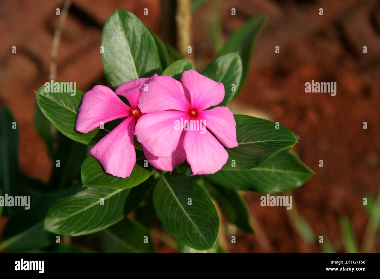 Ayurvedische Heilpflanze, wissenschaftlicher Name Catharanthus Roseus (l) g Don, englische Bezeichnung Immergrün Stockfoto