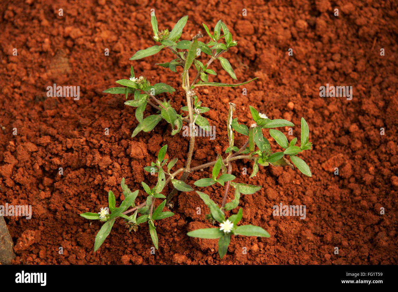 Ayurvedische Heilpflanze, Marathi Name "Maka" Stockfoto