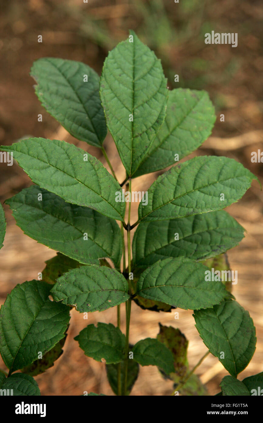 Ayurvedische Heilpflanze, wissenschaftlicher Name Stereospermum Colais, englischer Name: gelbe Schlange Baum, Trompete Blume Stockfoto