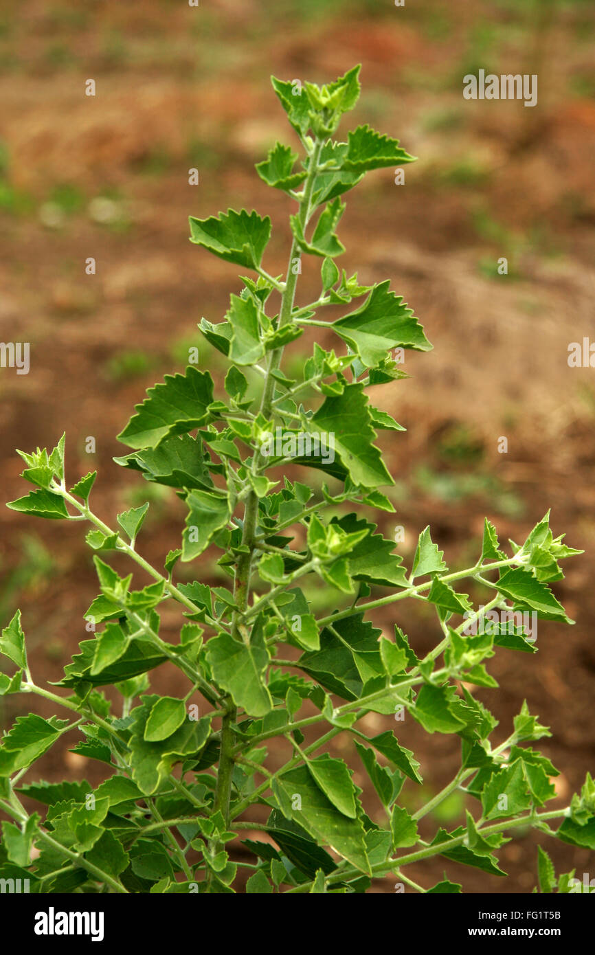 Ayurvedische Heilpflanze, wissenschaftlicher Name Clerodendum multiflorum Stockfoto