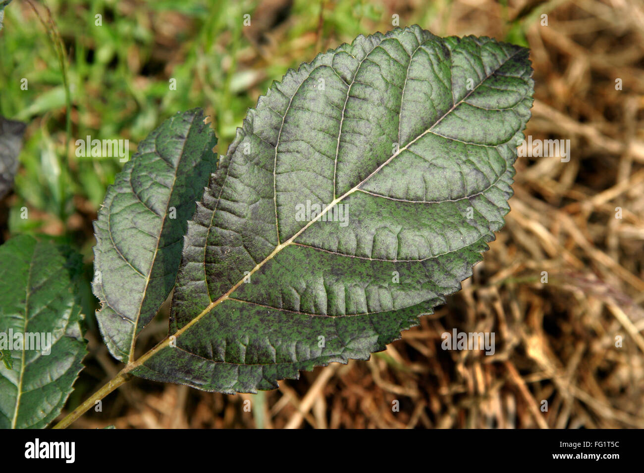 Ayurverdic Heilpflanze, wissenschaftlicher Name Stereospermum chelenoides Stockfoto