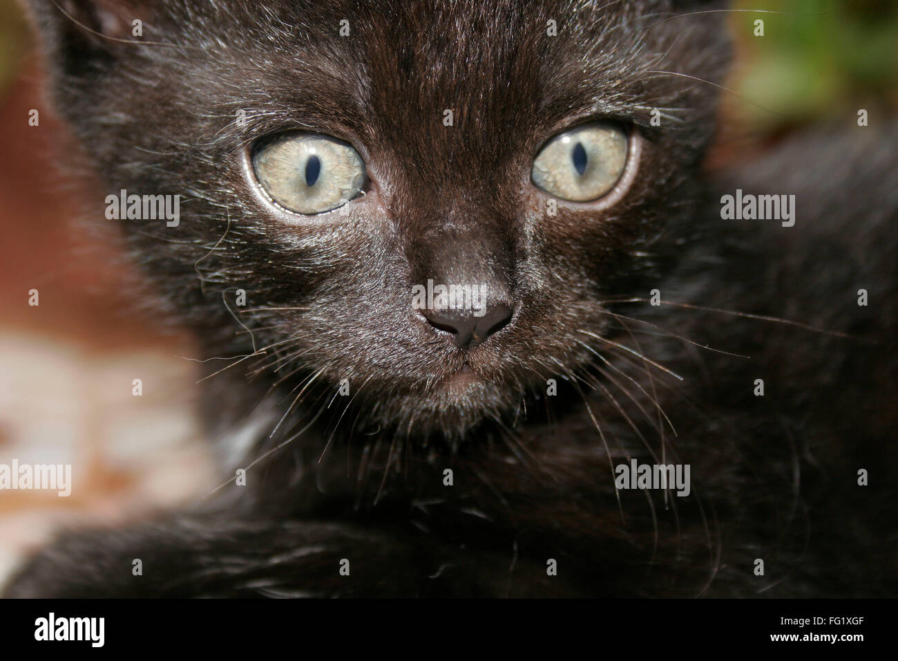 Persische schwarzes Kätzchen mit heftigen grau braune Augen Stockfoto