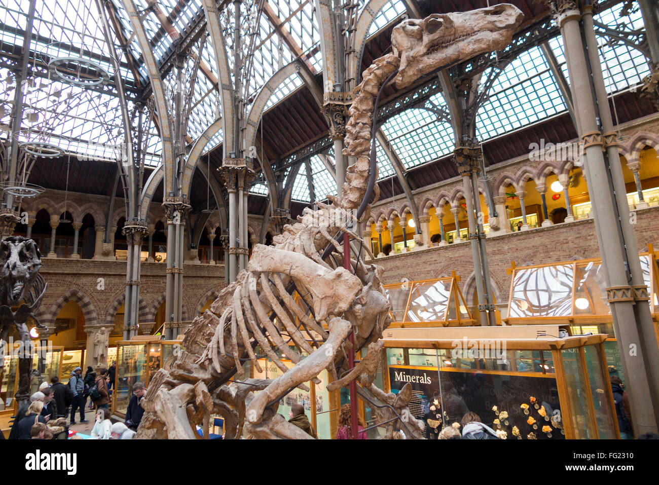 Iguanodon Bernissartensis Skelett Besetzung in wichtigsten Galerie von The Oxford Universitätsmuseum der Naturgeschichte in Oxford, Großbritannien. Stockfoto