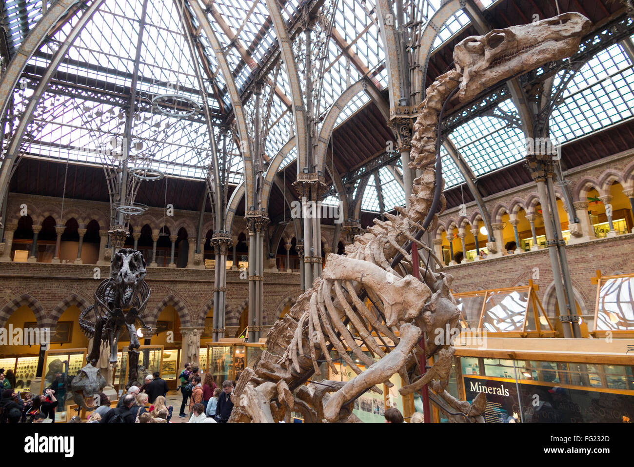 Iguanodon Bernissartensis Skelett Besetzung in wichtigsten Galerie von The Oxford Universitätsmuseum der Naturgeschichte in Oxford, Großbritannien. Stockfoto