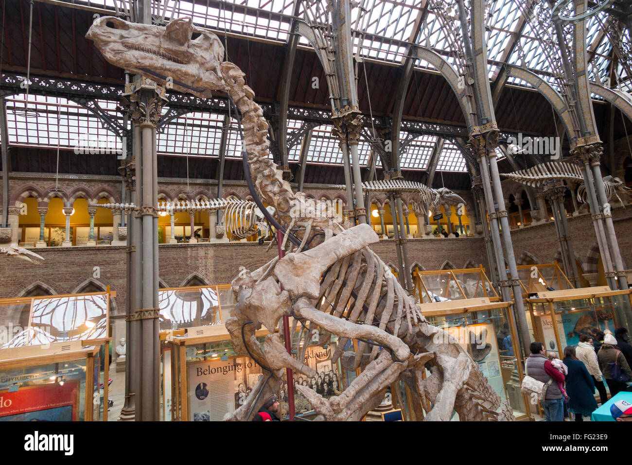 Iguanodon Bernissartensis Skelett Besetzung in wichtigsten Galerie von The Oxford Universitätsmuseum der Naturgeschichte in Oxford, Großbritannien. Stockfoto