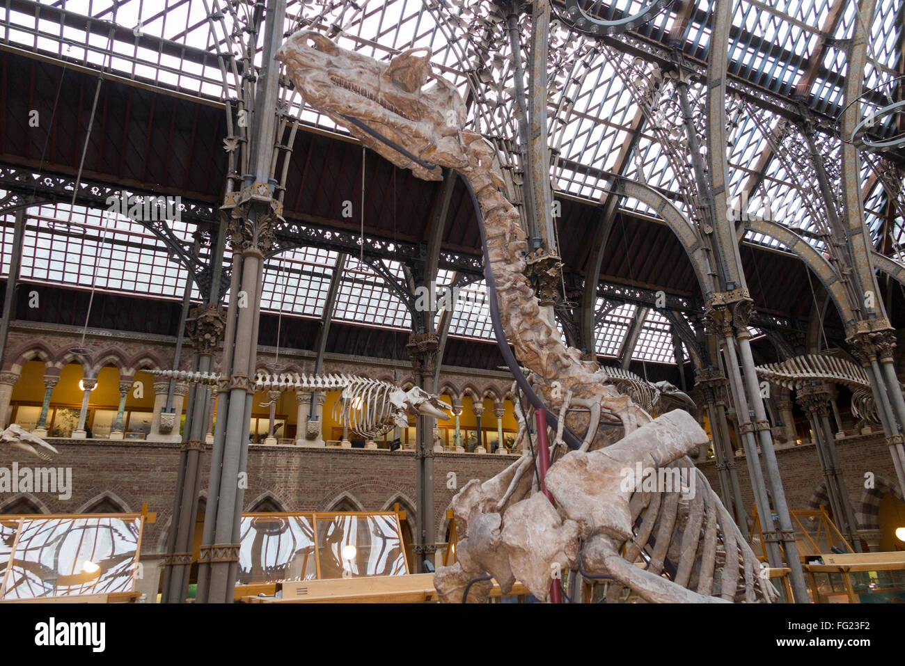Iguanodon Bernissartensis Skelett Besetzung in wichtigsten Galerie von The Oxford Universitätsmuseum der Naturgeschichte in Oxford, Großbritannien. Stockfoto