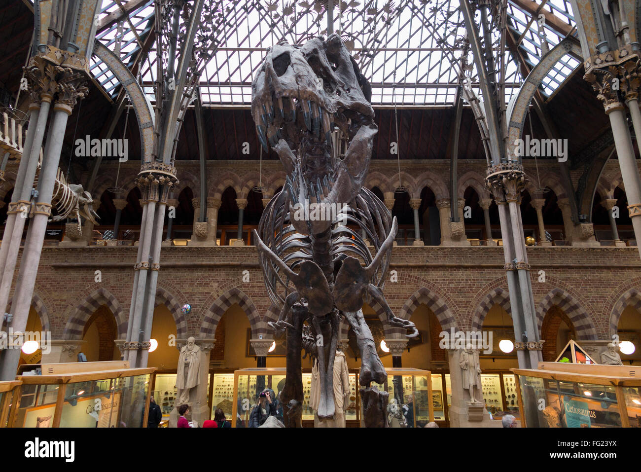 T. Rex / Tyrannosaurus Rex Skelett gegossen in wichtigsten Galerie von The Oxford Universitätsmuseum der Naturgeschichte in Oxford, Großbritannien. Stockfoto