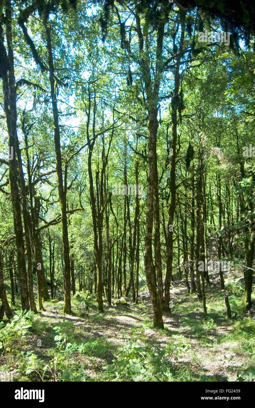 Tiefgrünen Wald am Surkunda Devi-Hügel in der Nähe von Kaddukhal, Uttaranchal, Indien Stockfoto
