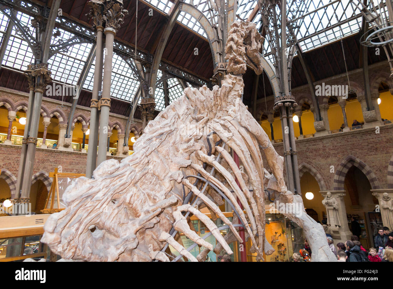 Iguanodon Bernissartensis Skelett Besetzung in wichtigsten Galerie von The Oxford Universitätsmuseum der Naturgeschichte in Oxford, Großbritannien. Stockfoto
