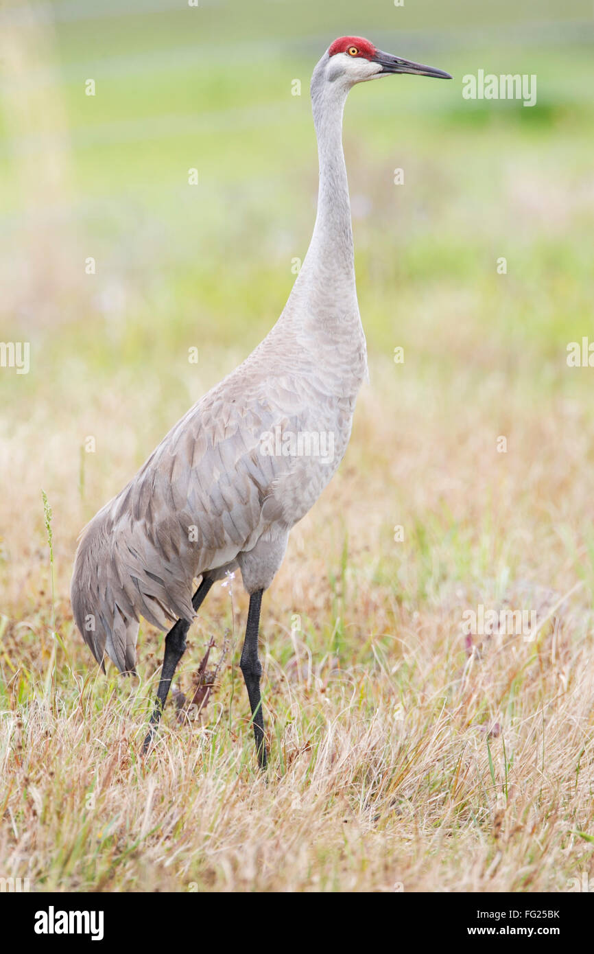 Sandhill Kran (Grus Canadensis) stehen im Grünland, Kissimmee, Florida, USA Stockfoto