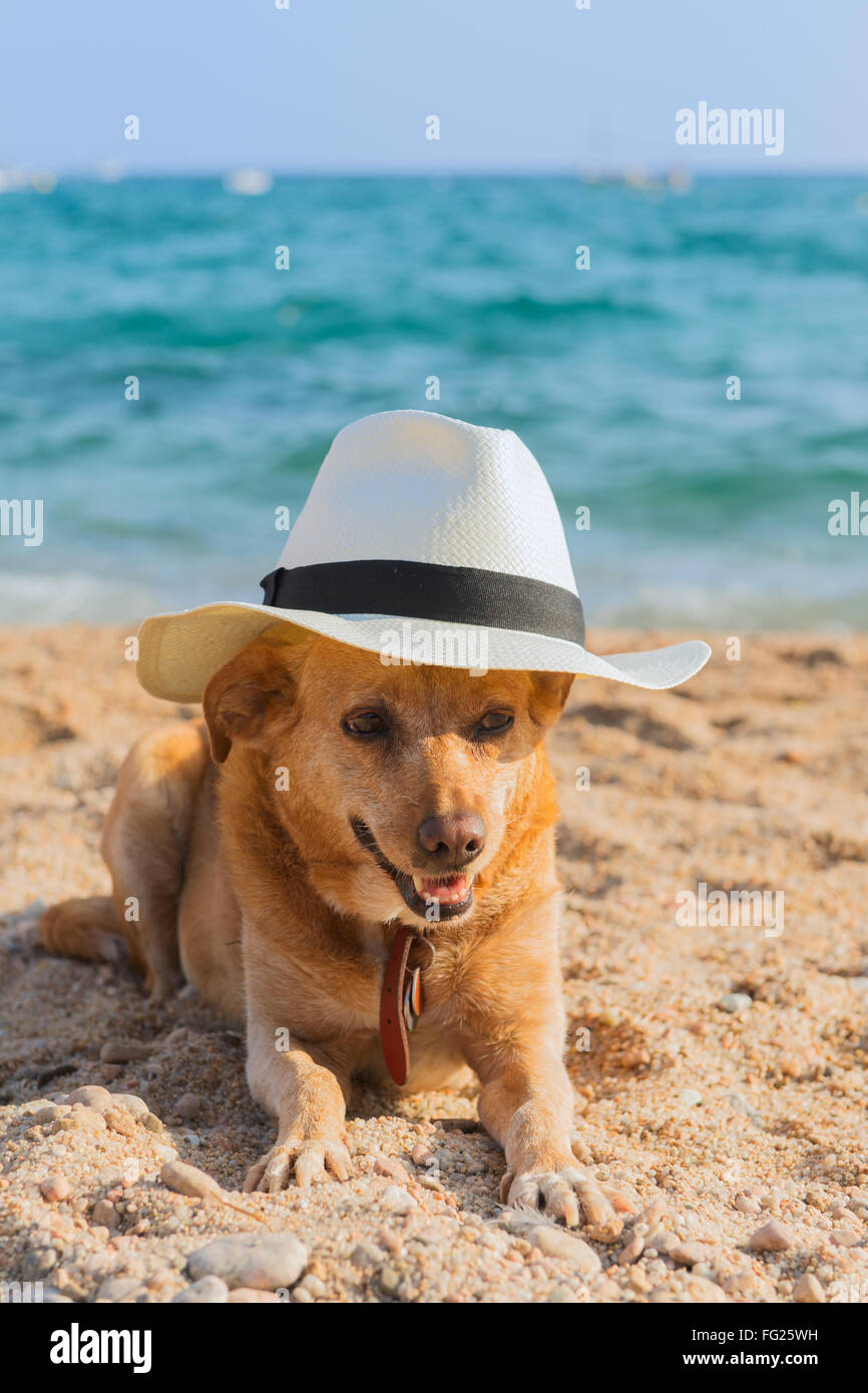 Lustiger Hund mit Hut am Strand Stockfoto