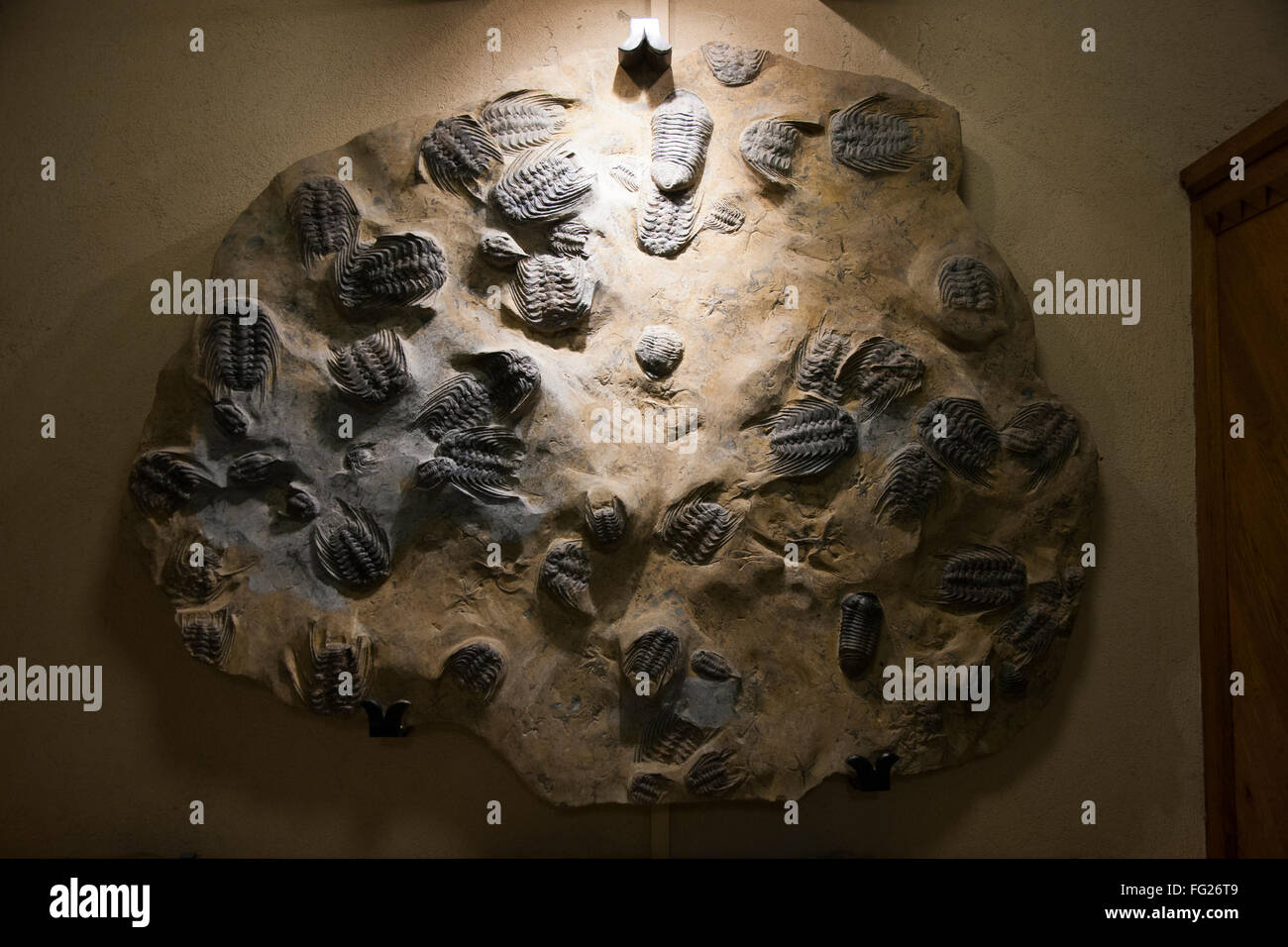Die Selenopeltis Trilobiten Platte auf Anzeige in Galerie von The Oxford University Museum für Naturgeschichte in Oxford, Großbritannien. Stockfoto