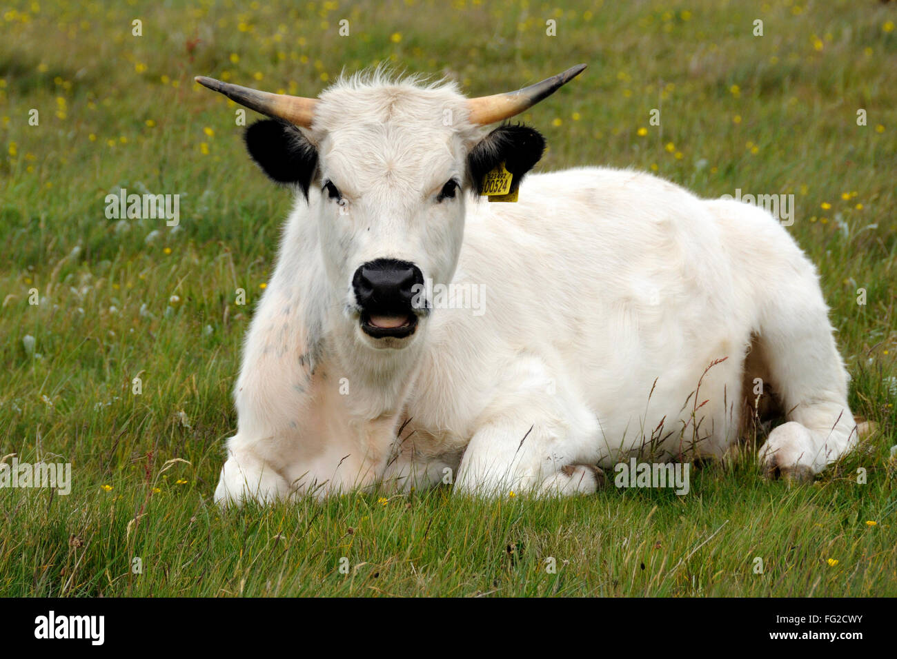 Weisses parkrind -Fotos und -Bildmaterial in hoher Auflösung – Alamy