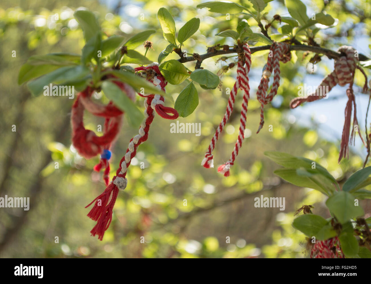 Marteniza, kleinen rot-weißen Verzierungen Garn hergestellt. Getragen, um Frühling in Bulgarien begrüßen zu dürfen. Stockfoto