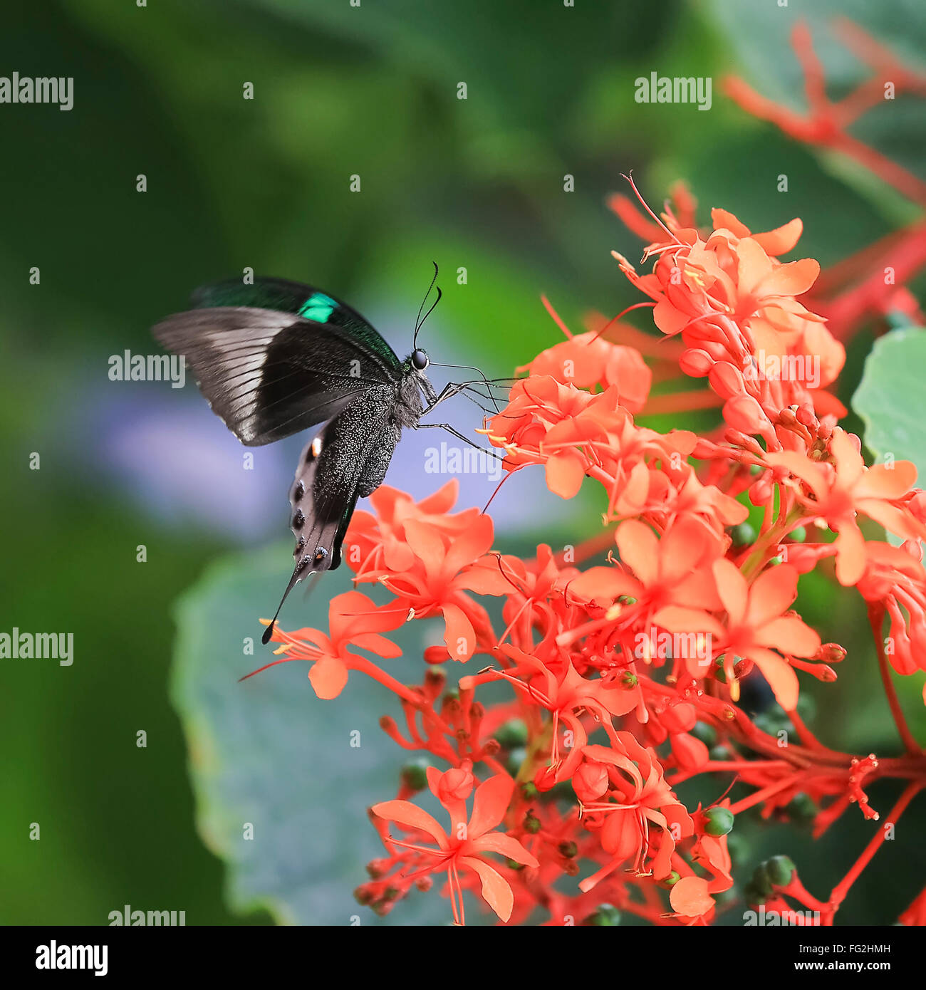 Schicker Schmetterling sitzt auf Farben. Natürlichen grünen Hintergrund mit Textfreiraum. Stockfoto