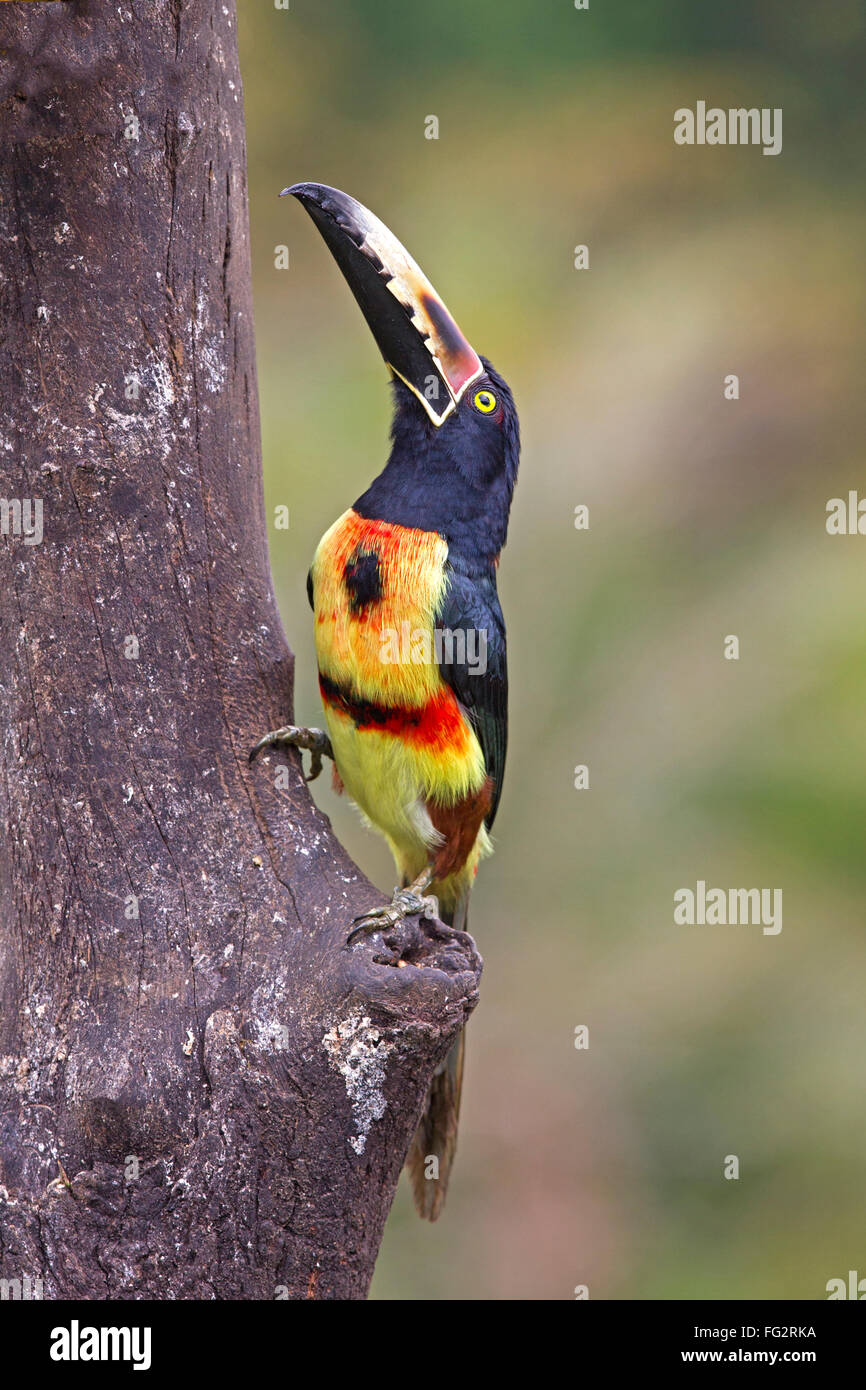 Collared Aracari thront auf Baumstamm Stockfoto