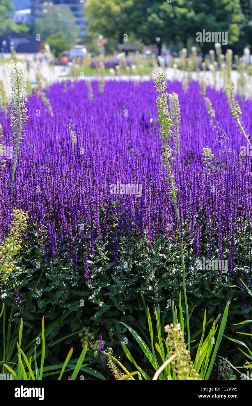 Lavendel blüht in den Park, selektiven Fokus im Vordergrund. Stockfoto