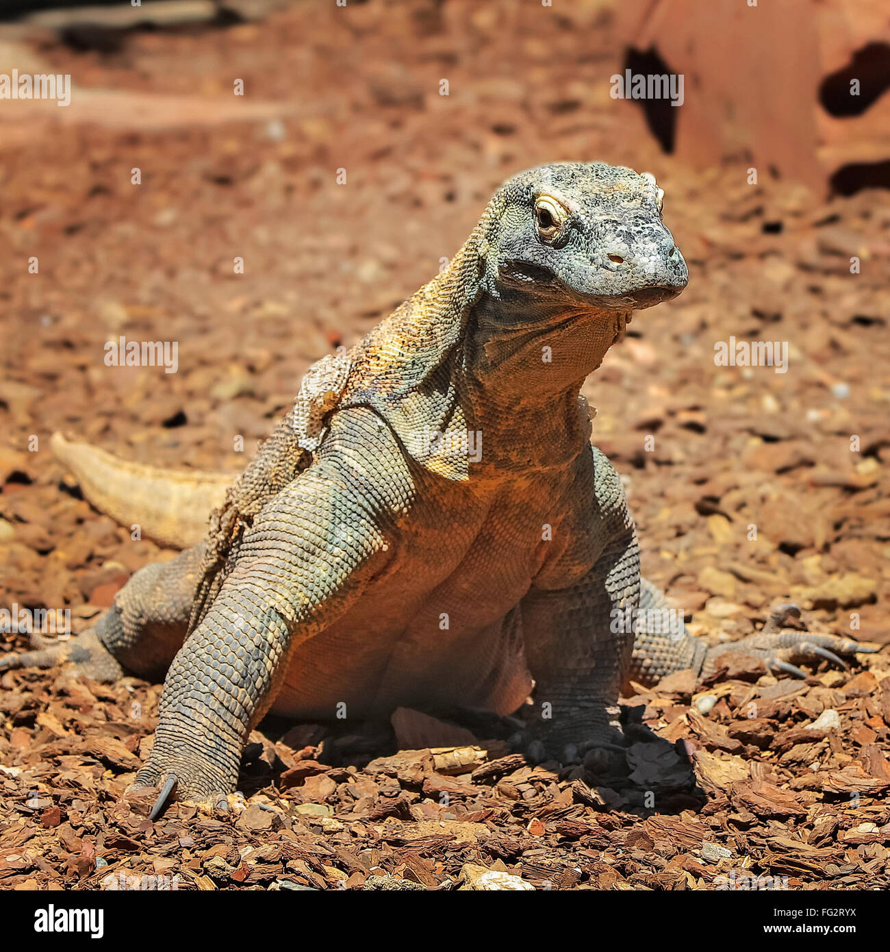 Komodo Dragon - Waran (Varanus Varius). Selektiven Fokus, der Hintergrund jedoch unscharf Stockfoto