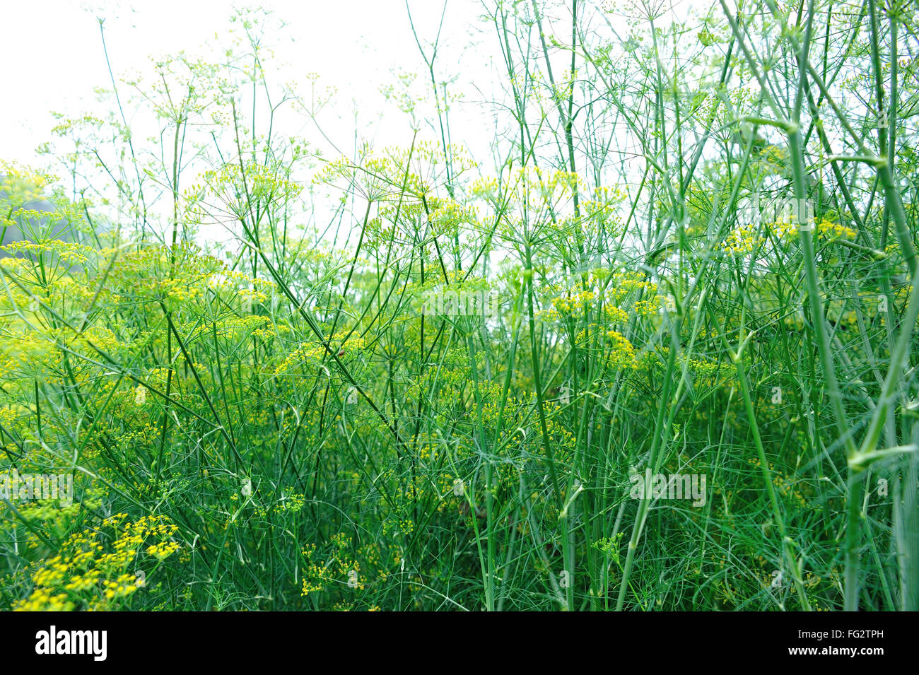Fenchel Foeniculum Vulgare Im Wachstum Im Garten Stockfoto Bild