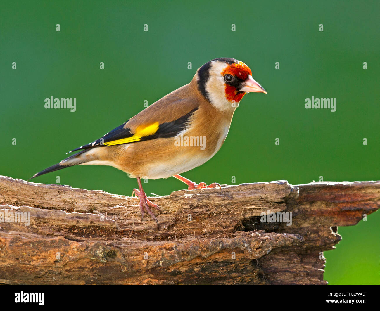 Europäische Stieglitz thront auf Zweig Stockfoto