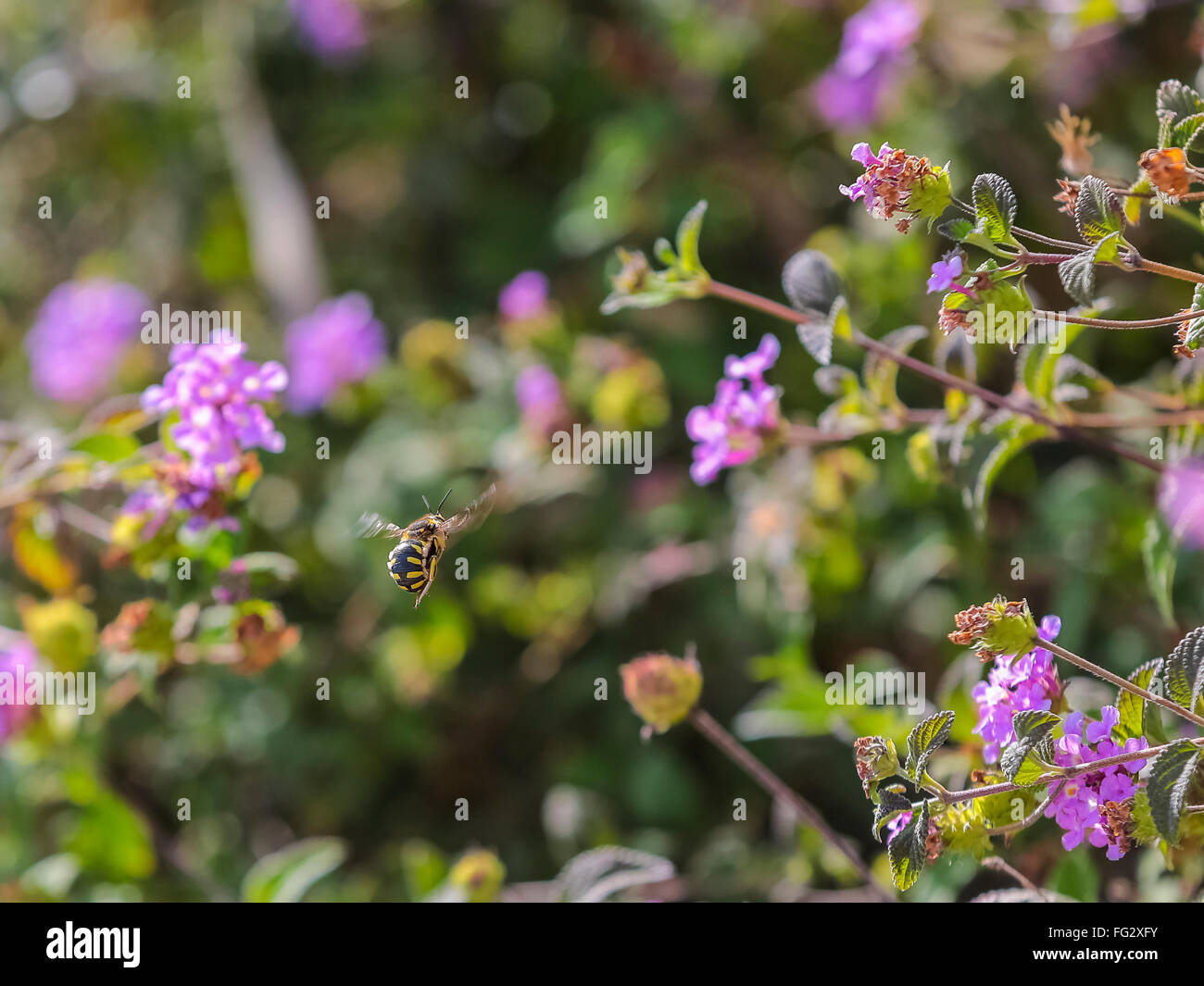 Honigbienen (Apis Mellifera) unter den Blumen-lantany Stockfoto