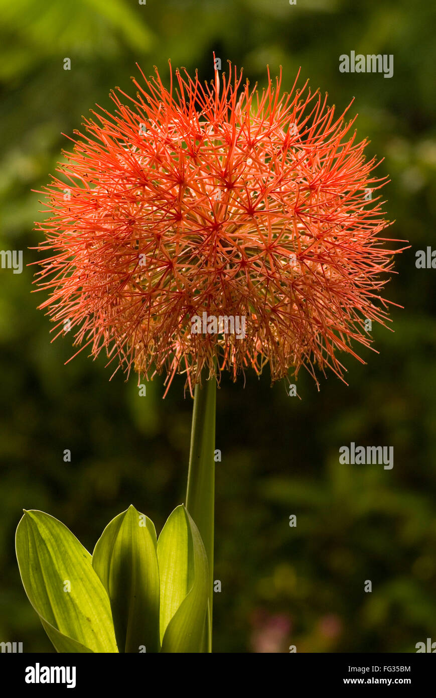 Feuerball-Lilie genannt Fußball Lilie Blume Haemanthus multiflorus Stockfoto