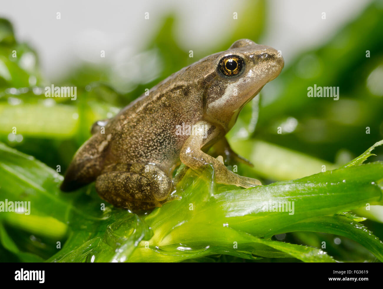 Froglet des gemeinsamen Frosch Rana Temporaria zeigt die letzte Spuren der Rute Stockfoto