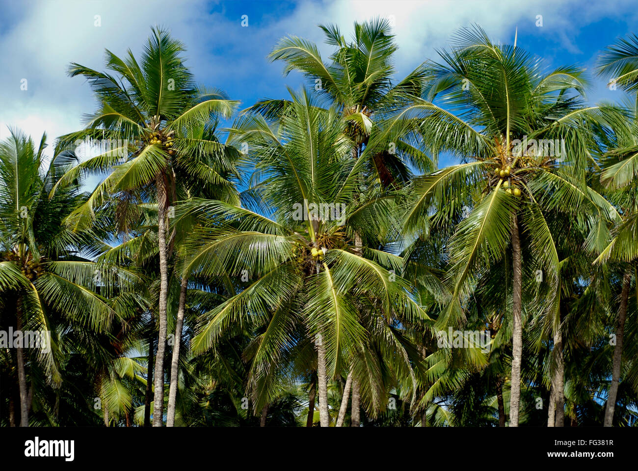 Kokospalmen, Palolem Beach, Goa, Indien Stockfoto