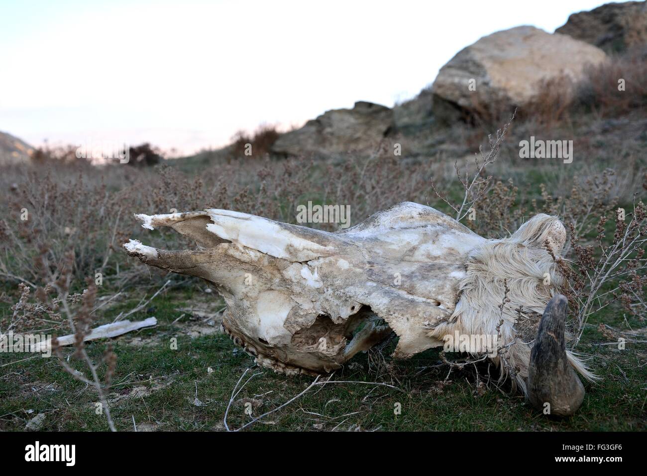 Kuh Schädel am Hang in Aserbaidschan. Ein gehörnter Schädel liegt auf dem kurzen Rasen vor Felsen Stockfoto