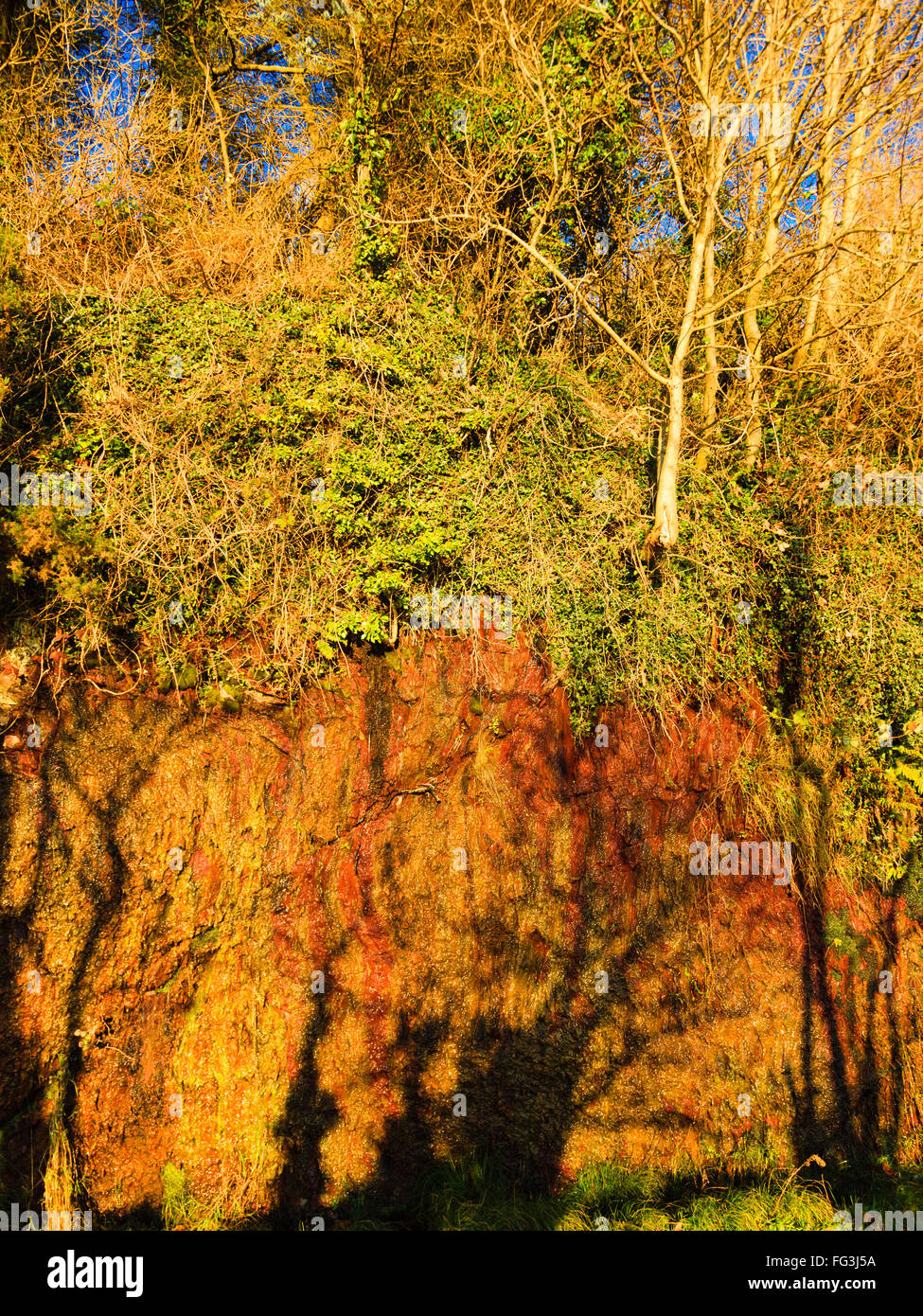 Herbstlichen Wald mit Bäumen wächst auf dem Felsen. Grünen Efeu aufwachsen Klettern auf Ast im freien Stockfoto